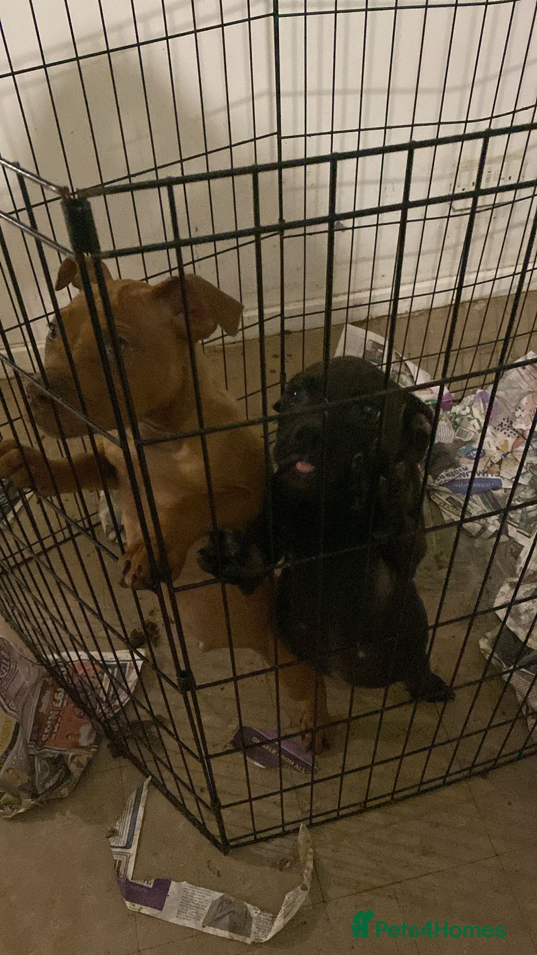 Mixed Breed dogs for sale: Pups for sale - Advert 4