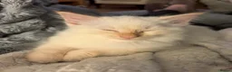 Ragamese cats for sale: Flame Point Ragamese Kittens in Accrington - Advert 2