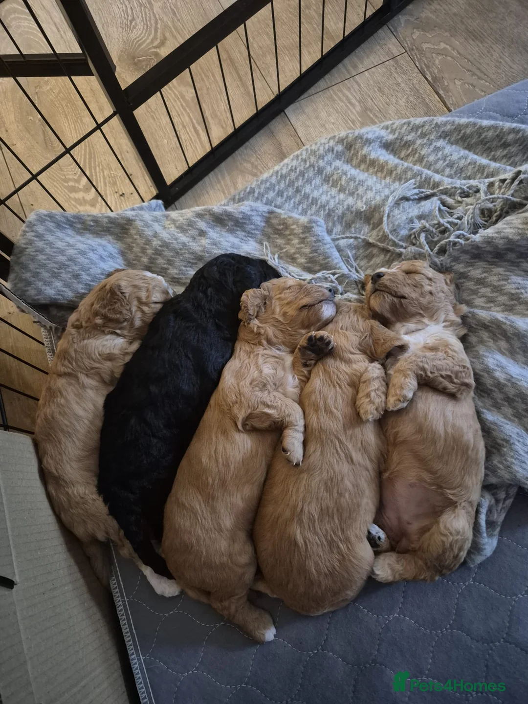 Mixed Breed dogs for sale: gorgeous cockacavapoochon for sale!! - Advert 4