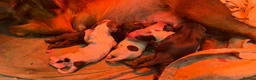 Sprocker dogs for sale: Beautiful Sprocker Spaniels - Advert 6