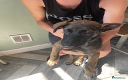 German Shepherd dogs for sale: Nova  - Image 2