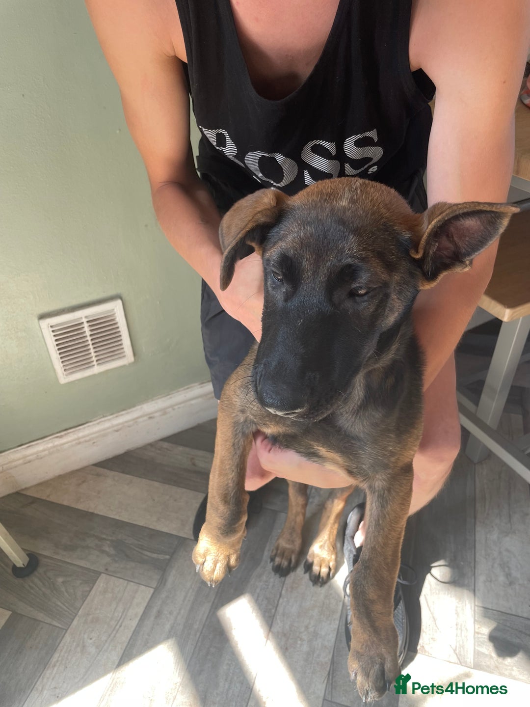German Shepherd dogs for sale: Nova  - Image 2