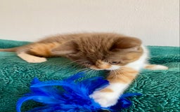 British Shorthair cats for sale: Chunky Champion line kittens TICA reg.  in Cannock - Image 7