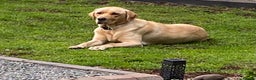 Labrador Retriever dogs for sale: 9 STUNNING YELLOW LABRADORS  - Advert 2