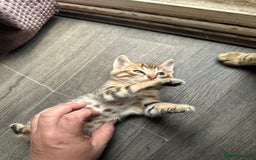 Bengal cats for sale: Snow Mink/Brown Rossette Blue Eyed Bengals - Image 7