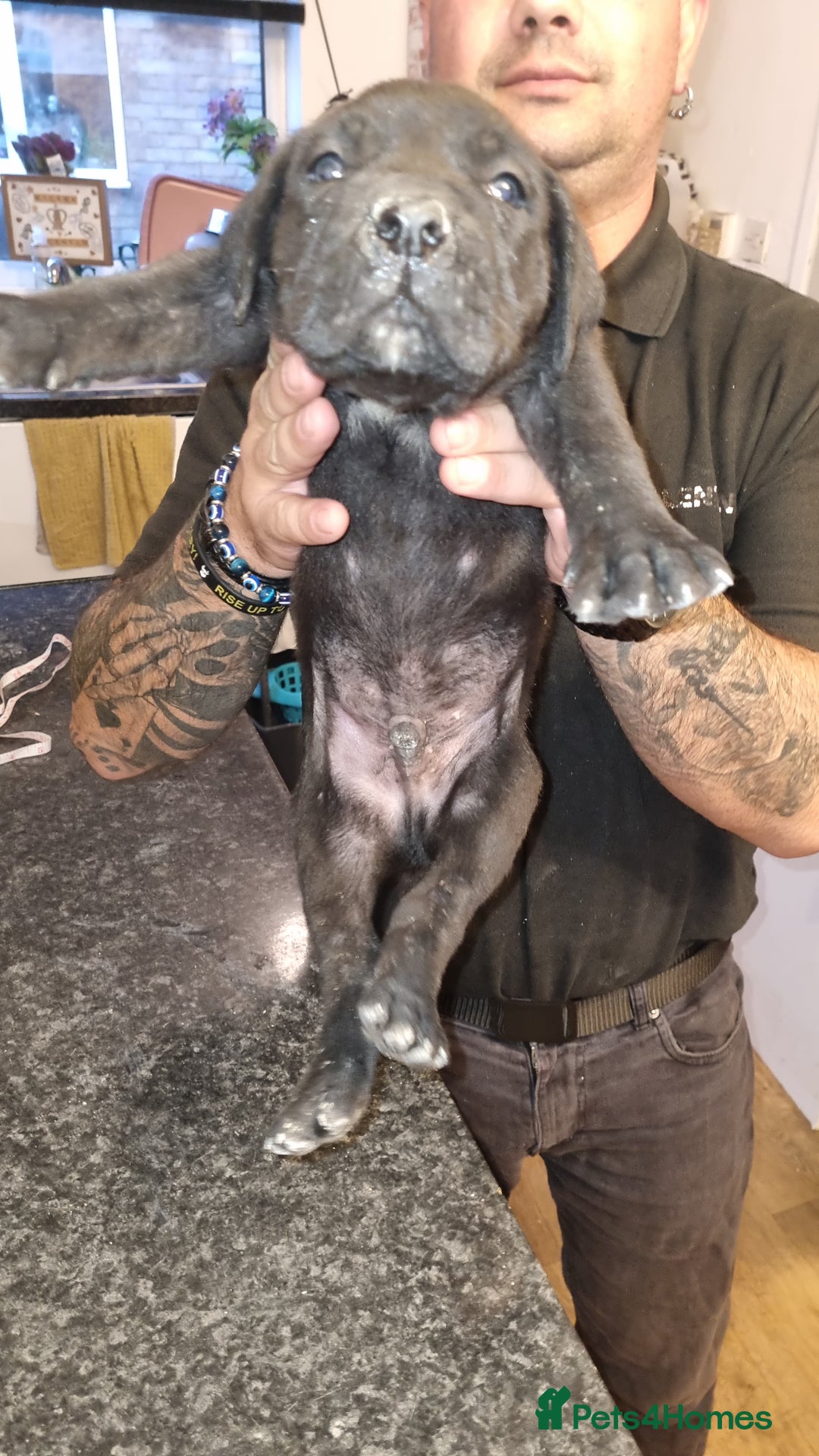 Cane Corso dogs for sale: Cane corso puppies for sale - Advert 6