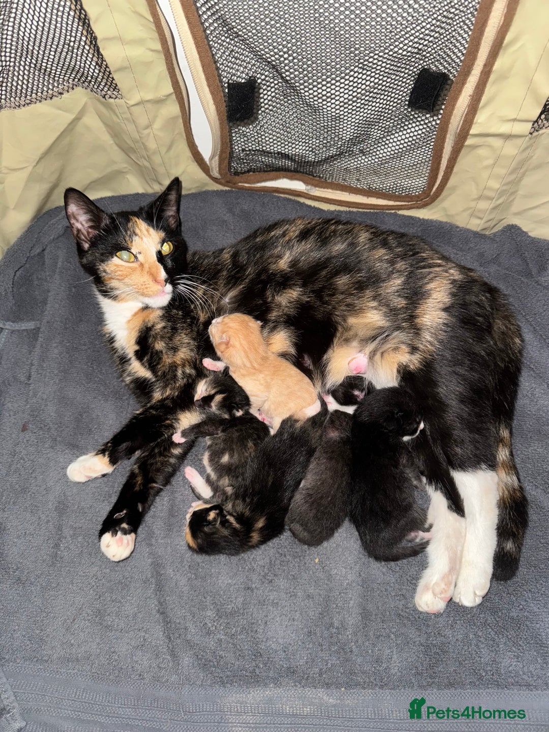 Domestic Shorthair cats for sale: 4 beautiful kittens  - Image 5