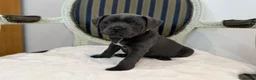 Staffordshire Bull Terrier dogs for sale: Premium RKC Staffordshire Bull Terrier Puppies 3 in Peterborough - Advert 13