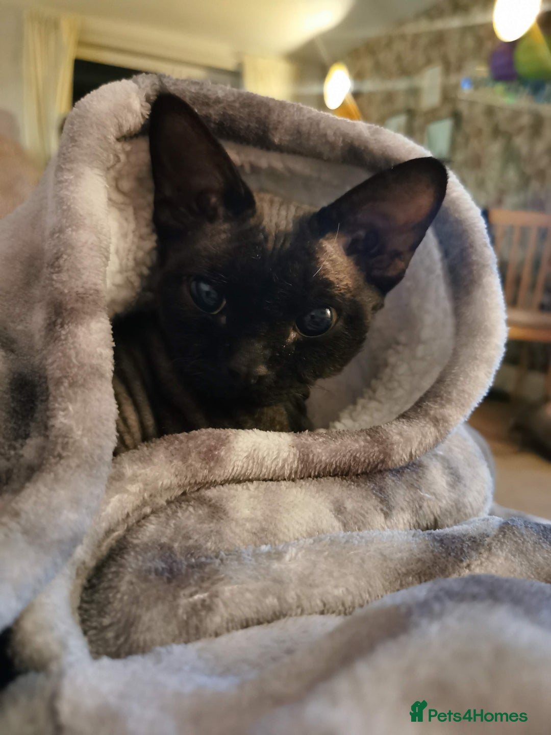 Devon Rex cats for stud: STUD ONLY - Xenopaws Ripley's Hero (Bishop) - Advert 9