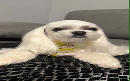 Maltipoo dogs for sale: Tiny F1 Asian Maltipoo puppies. Reserve now! - Image 17