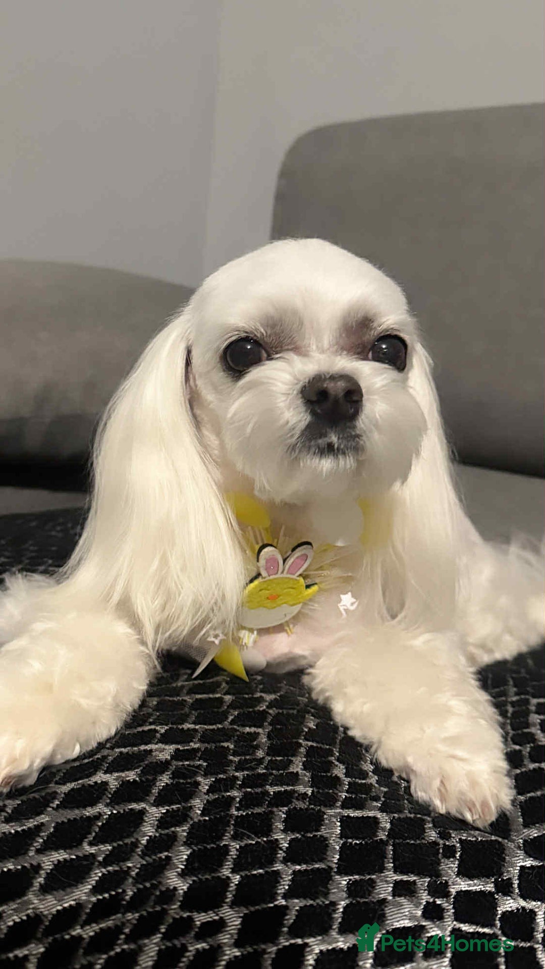 Maltipoo dogs for sale: Tiny F1 Asian Maltipoo puppies. Reserve now! - Image 17