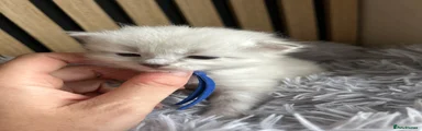 Eric (blue)