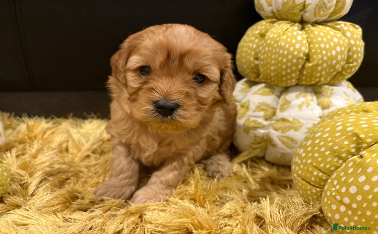 Cavapoo dogs - Advert 1