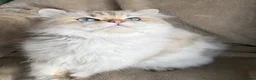British Shorthair cats for sale: British sh kittens Golden point TICA - Advert 22