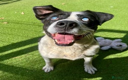 Mixed Breed dogs for adoption: Blind boy Pluto is looking for his forever home! - Image 4