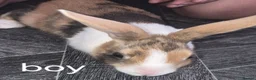 Dutch rabbits for sale: Dutch bunnies - Advert 3