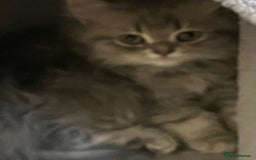 British Shorthair cats for sale: British shorthair x Persian  - Image 6