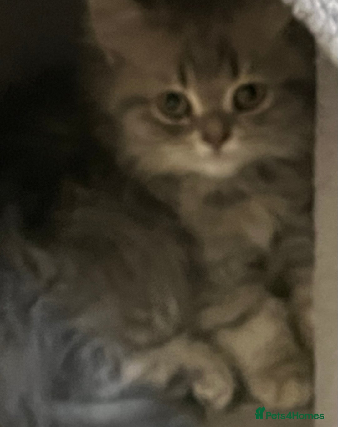 British Shorthair cats for sale: British shorthair x Persian  - Image 6