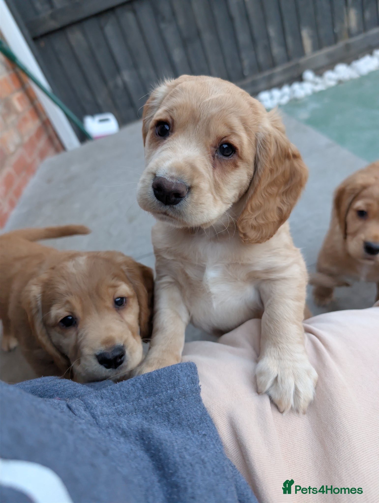 Cocker Spaniel dogs  CHAMPION BLOODLINE WORKING COCKER GIRL available  - Advert 1