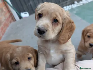 Cocker Spaniel dogs CHAMPION BLOODLINE WORKING COCKER GIRL available - Advert 3