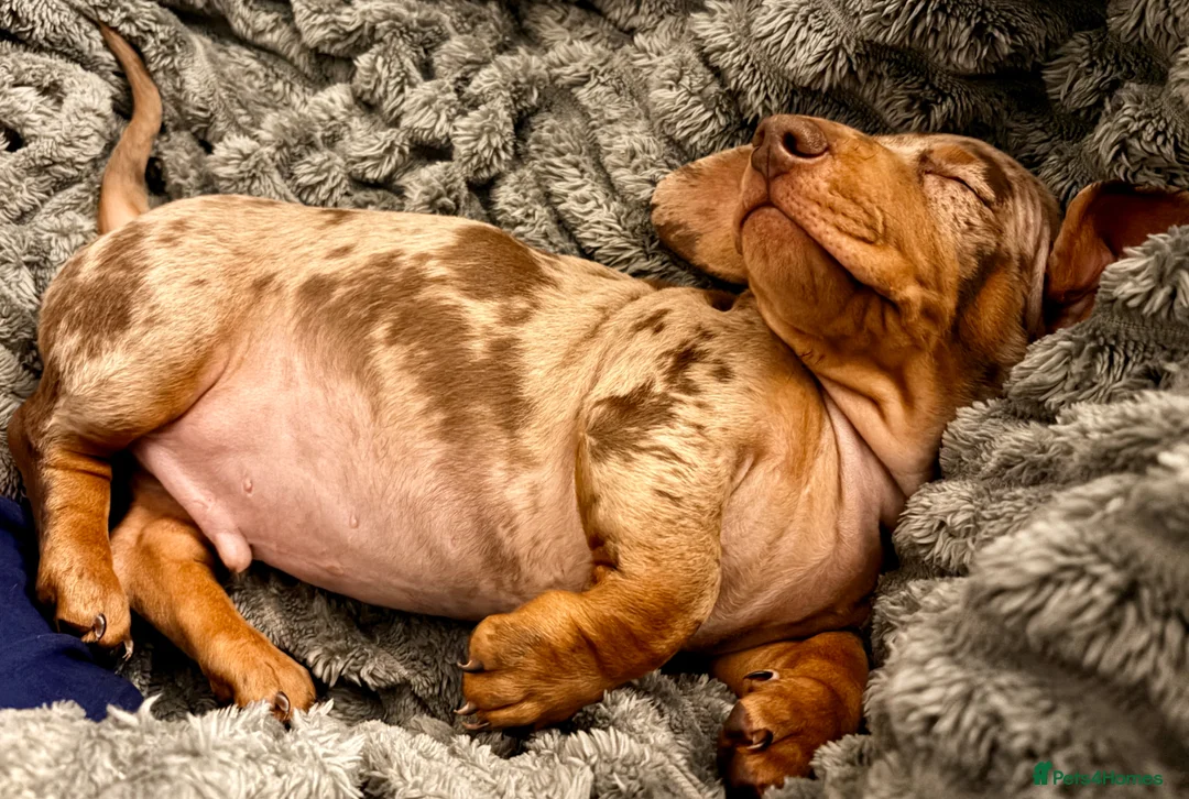 Miniature Dachshund dogs for sale: Miniature dachshunds  - Advert 2