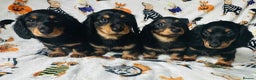 Miniature Dachshund dogs for sale: Ready NOW Stunning KC long haired mini dachshund  - Advert 7