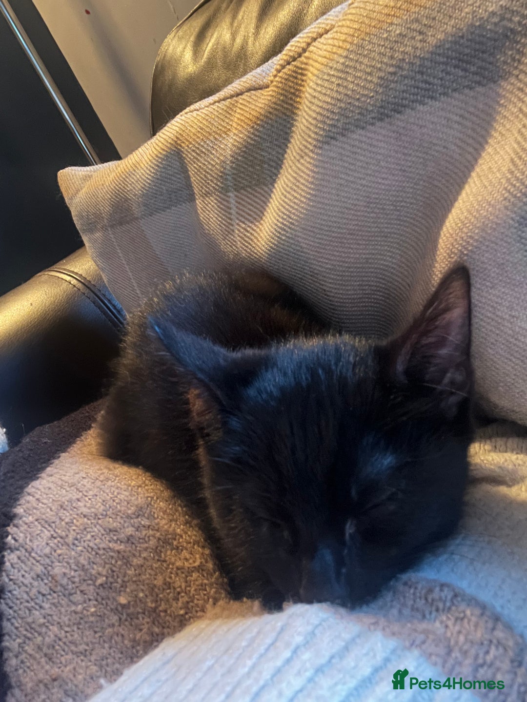 Domestic Shorthair cats for sale: 1 beautiful black kitten  - Advert 18