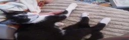 Mixed Breed cats for sale: Male kitten for sale - Advert 2