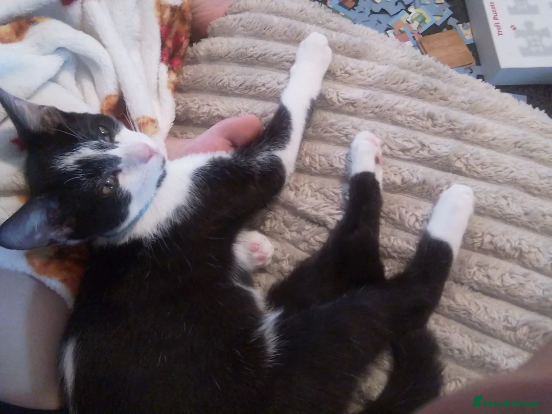 Mixed Breed cats for sale: Male kitten for sale - Advert 2