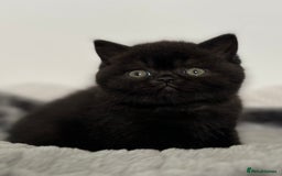 British Shorthair cats for sale: Exceptional BSH Girls, Champion Bloodlines - Advert 5