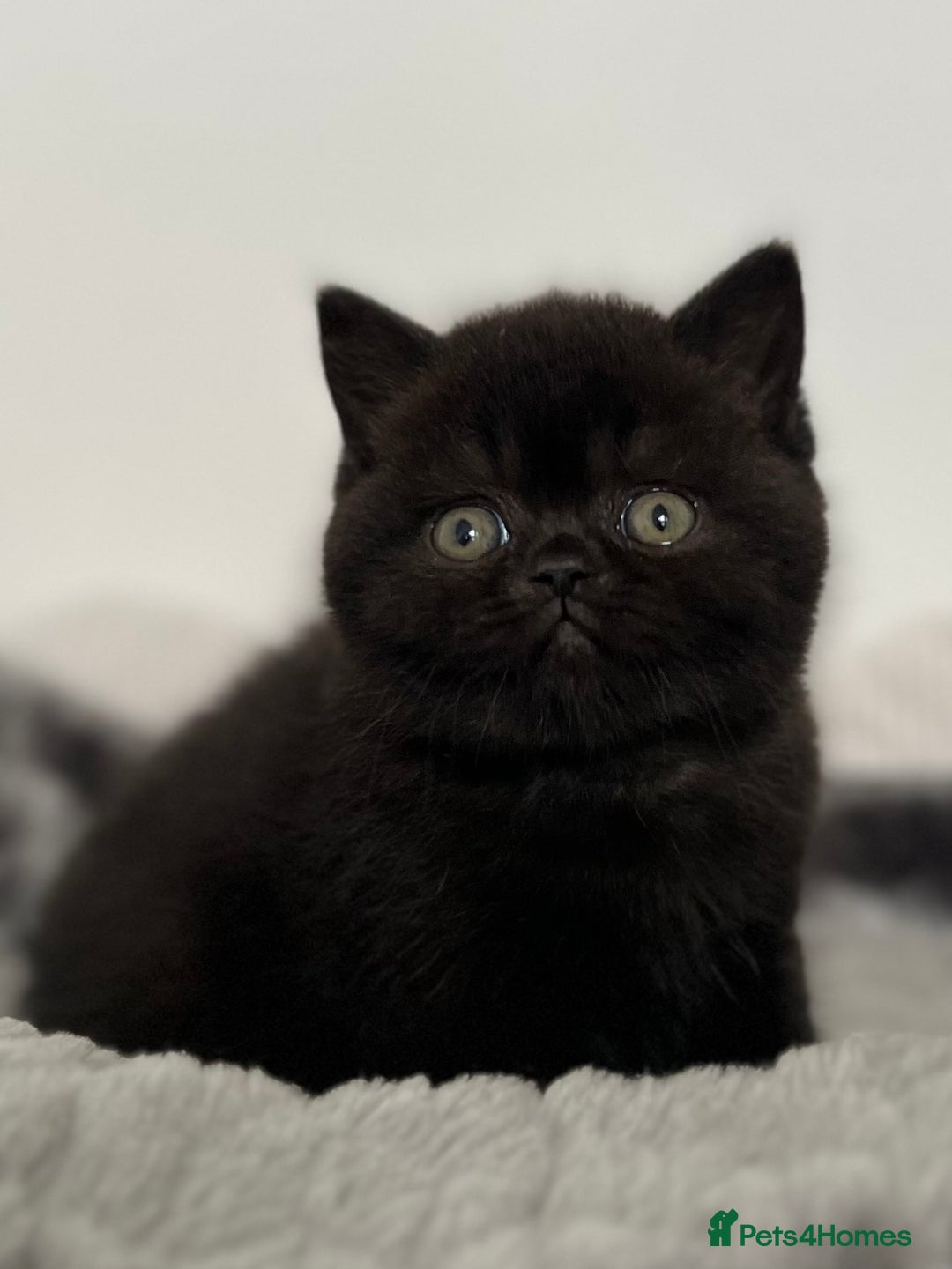 British Shorthair cats for sale: Exceptional BSH Girls, Champion Bloodlines - Advert 5