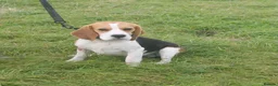 Beagle dogs for sale: kennel club reg 18 month old boy  - Advert 3