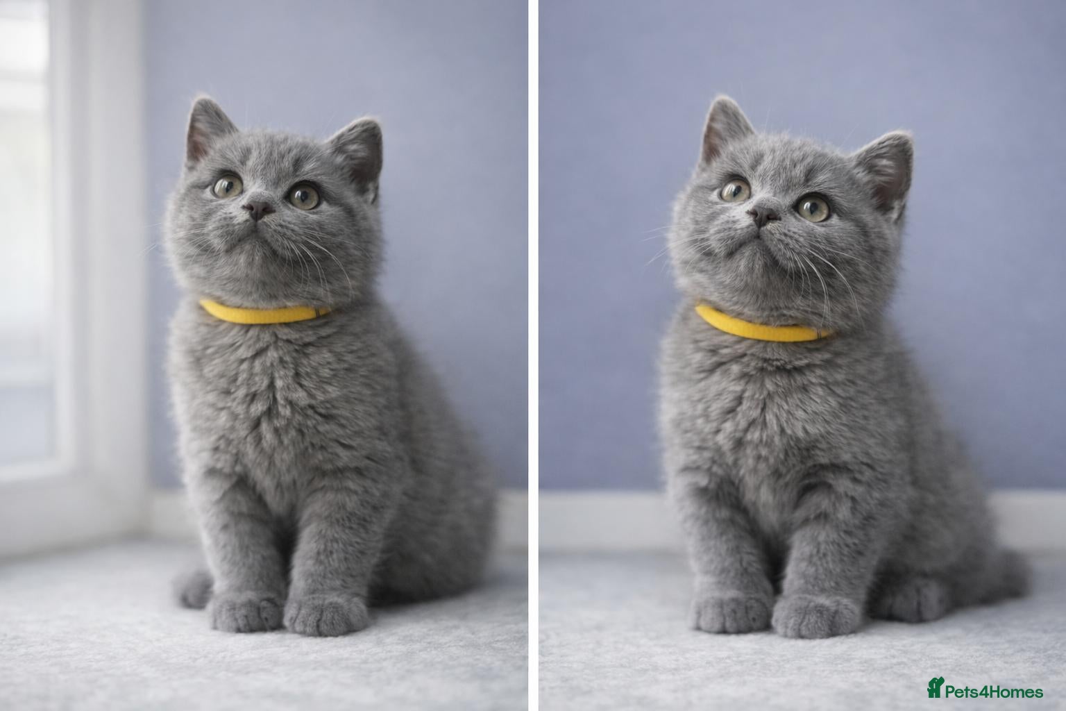 British Shorthair cats British Short Hair Blue Kittens  - Advert 2