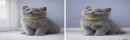 British Shorthair cats for sale: *Ready to leave in 1 week* Blue BSH GCCF Kittens  - Advert 7