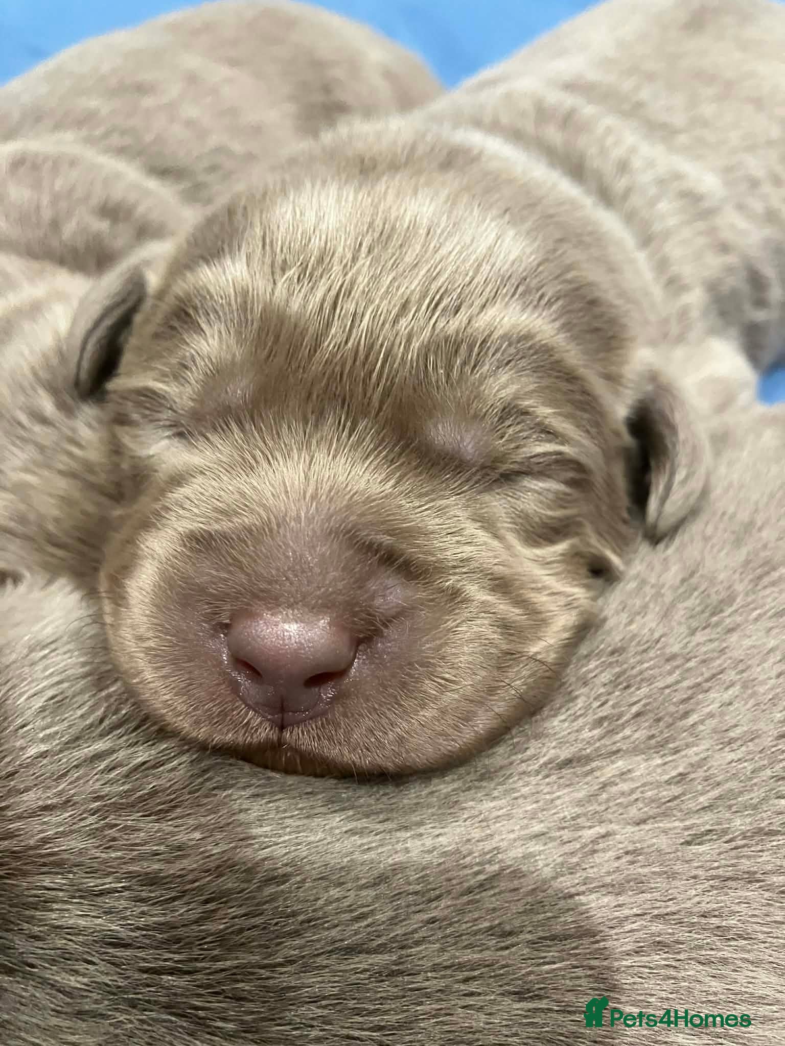 Labrador Retriever dogs Pedigree Silver / Charcoal Labradors - Advert 6