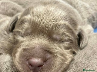 Labrador Retriever dogs Pedigree Silver / Charcoal Labradors - Advert 6