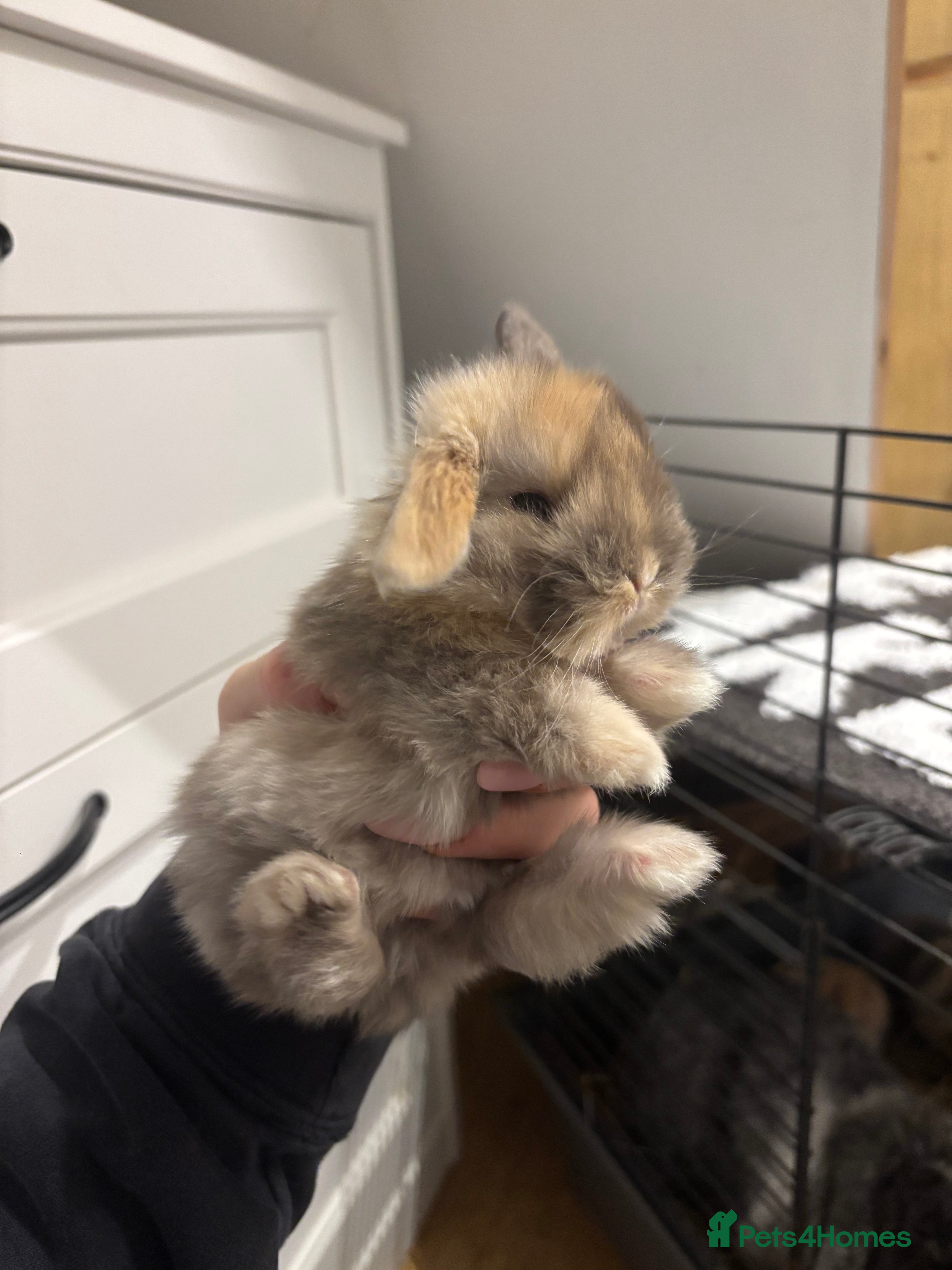 Mini Lop rabbits Stunning Mini Lop Bunnies🤍🌾 - Advert 21