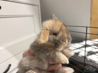 Mini Lop rabbits Stunning Mini Lop Bunnies🤍🌾 - Advert 1