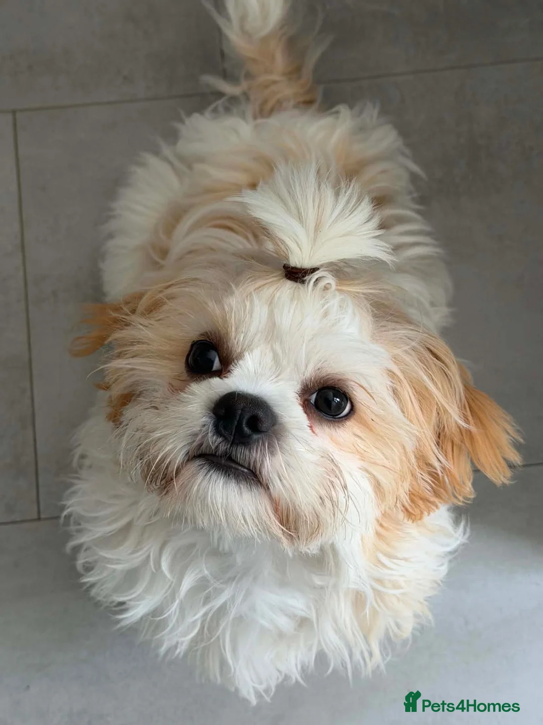 Malshi dogs for sale: Male 6 month old malshi - Advert 2