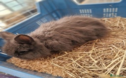 Lionhead rabbits for sale: Baby lionhead rabbits  - Image 4