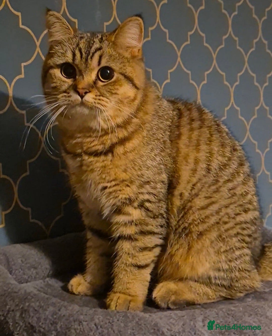 British Shorthair cats for sale: Bonded pair girl & boy - Advert 9