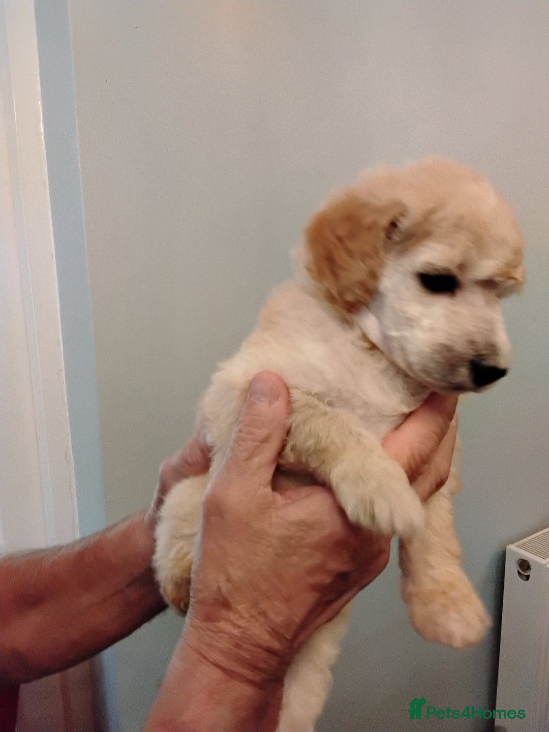 Standard Poodle dogs for sale: Quality KC Reg Standard Poodle puppies - Image 1