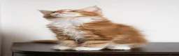 Maine Coon cats for sale: 5 Beautiful Russian Import Kittens TICA - Advert 17