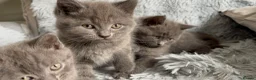 Mixed Breed cats for sale: BRITISH SHORT HAIR  CROSS  CHARTREUX in Derby - Advert 5