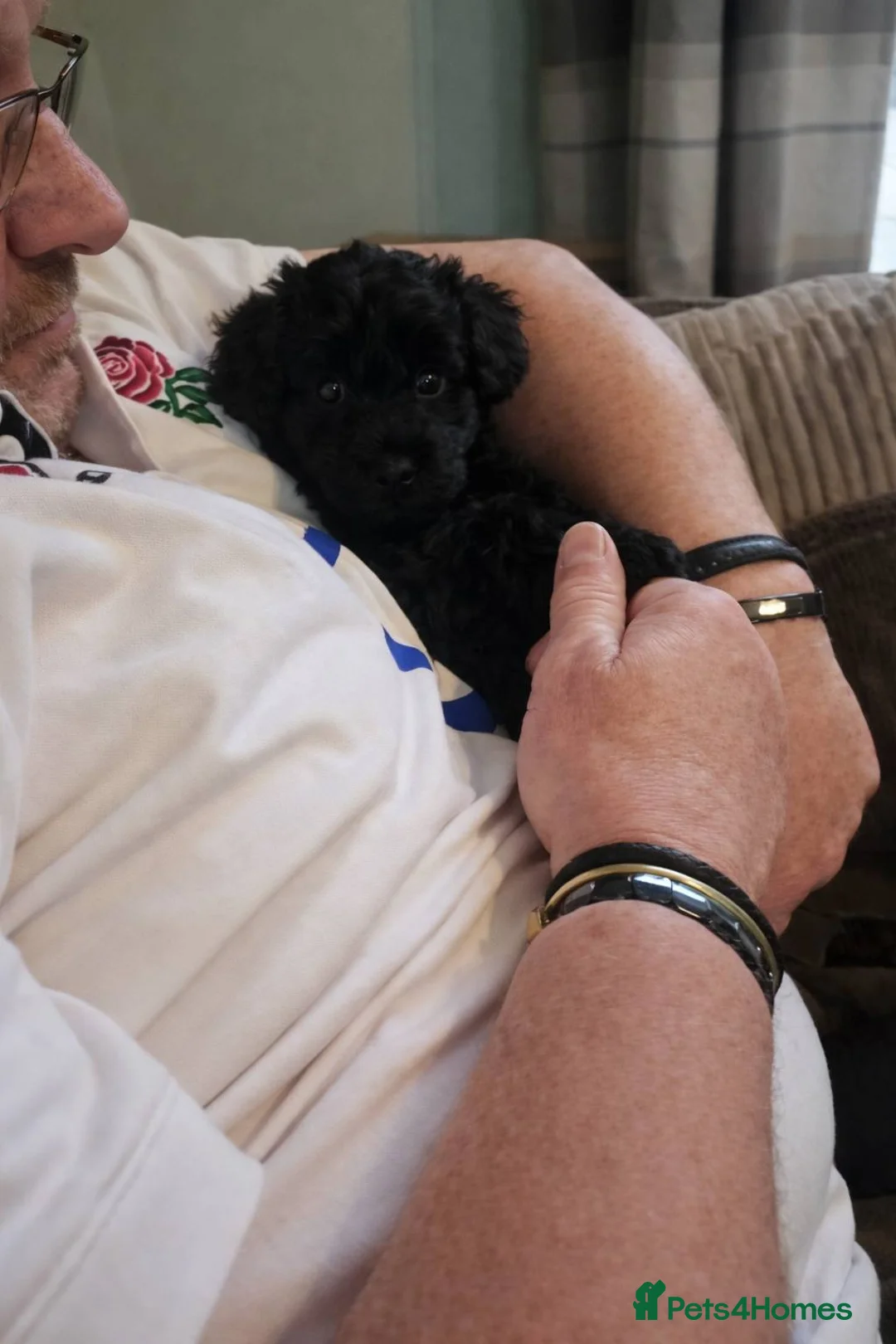 Bordoodle dogs for sale: The most wonderful Bordoodle puppies in the land! - Advert 2