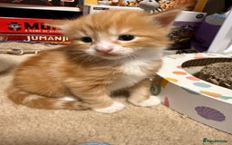 Mixed Breed cats for sale: 2 Ginger (1 m and 1 f) and 1 tuxedo male kitten - Image 4