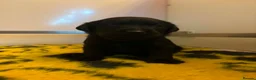 Labrador Retriever dogs for sale: KC REGISTERED WORKING LINE BLACK LABRADOR PUPPIES  - Advert 4