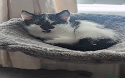 Mixed Breed cats for sale: Kitten - Image 13