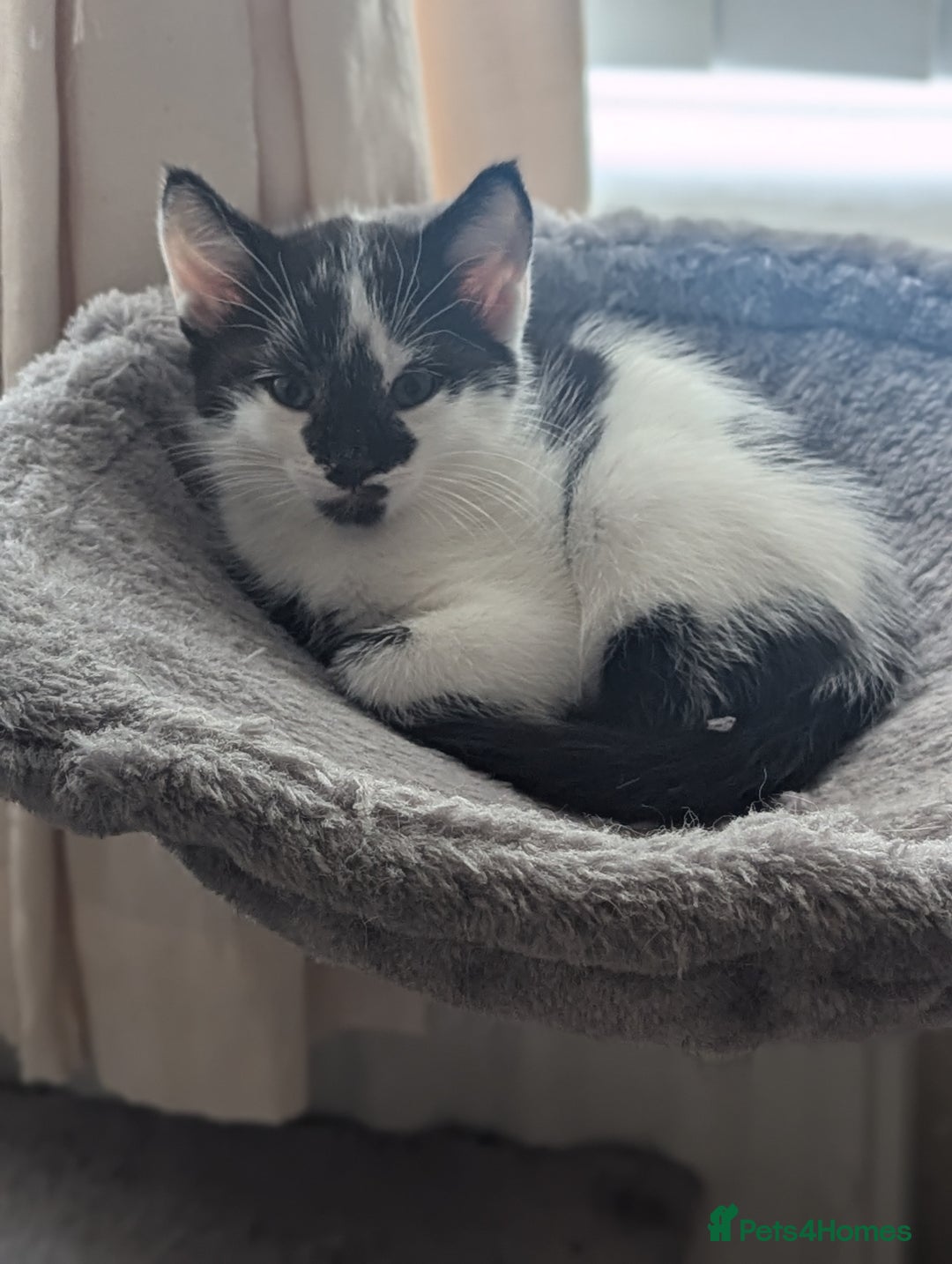 Mixed Breed cats for sale: Kitten - Image 13