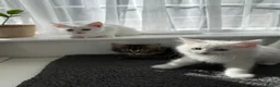 Turkish Angora cats for sale: Cute Turkish Angora x British Shorthair Kitten - Advert 3